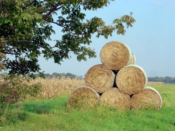This photo of Rolled Bales of Hay, a symbol of late summer and the month of August, was taken by Keith Syvinski of Franklin, IN.